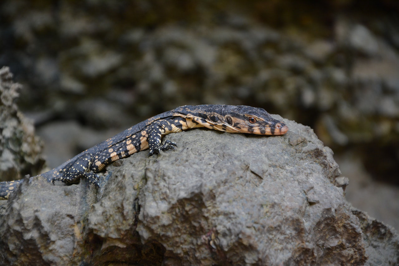Water monitor (Varanus salvator)