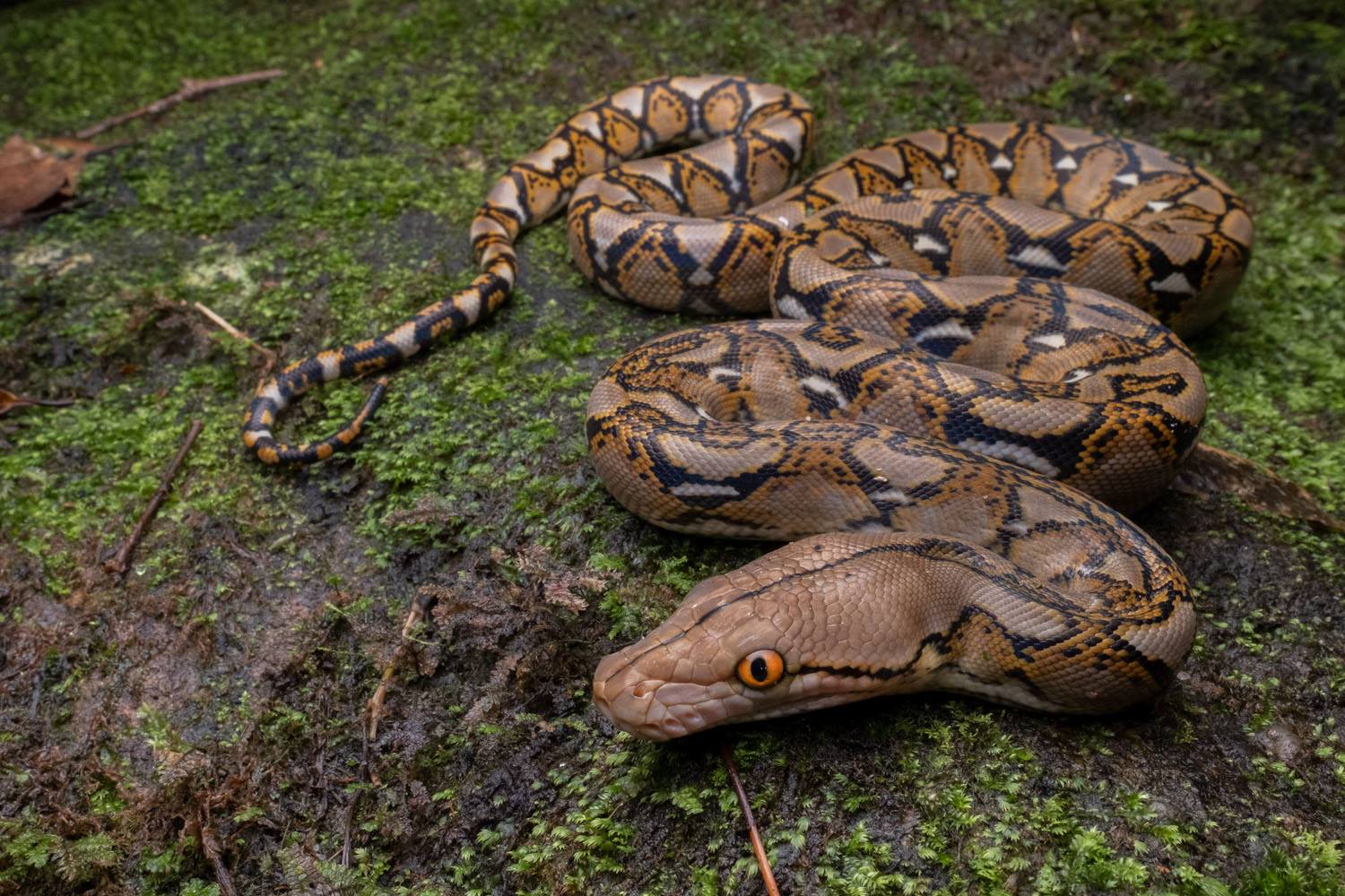 Reticulated python (Malayopython reticulatus)