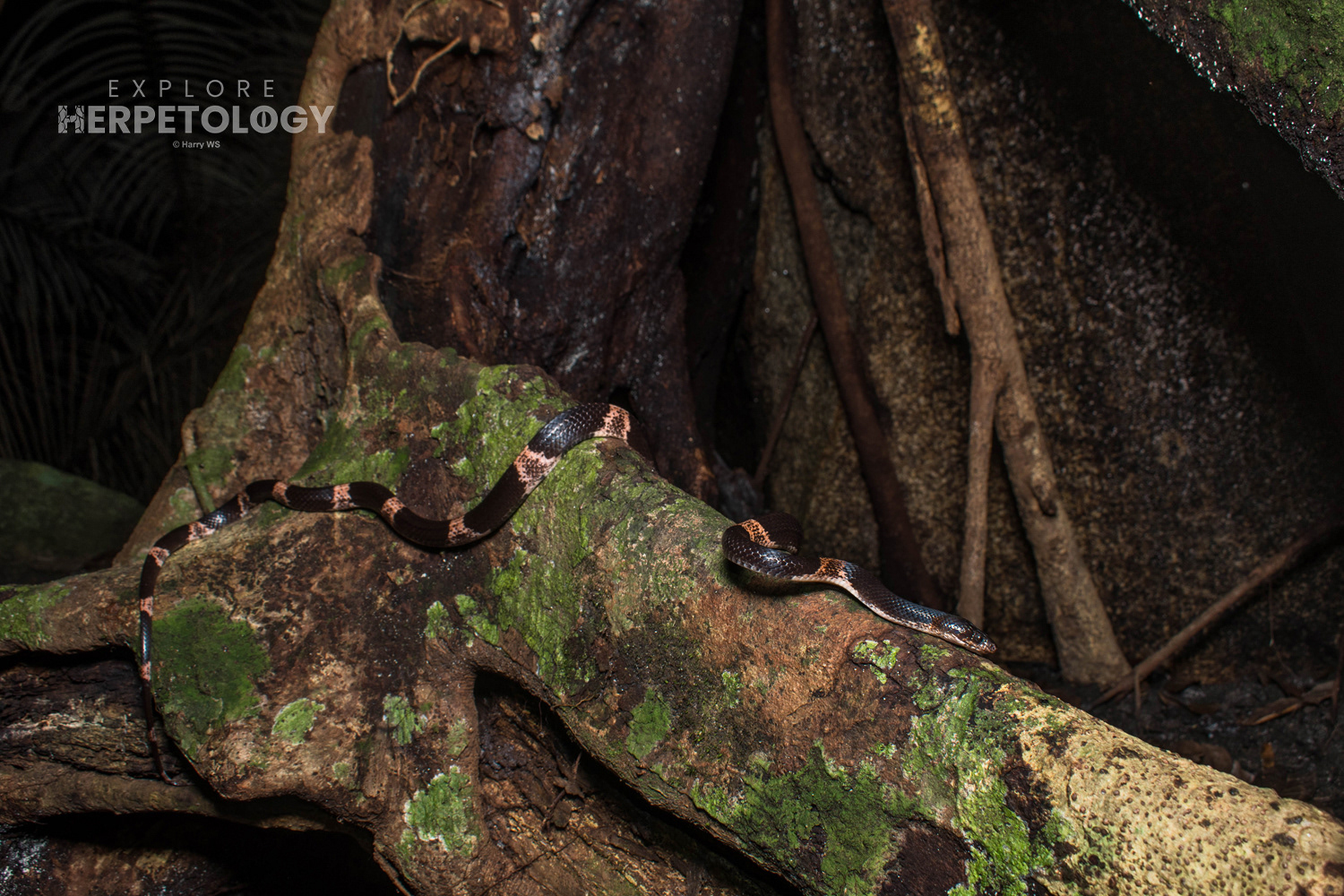 Cardamom Mountains wolf snake (Lycodon cardamomensis) in-situ.