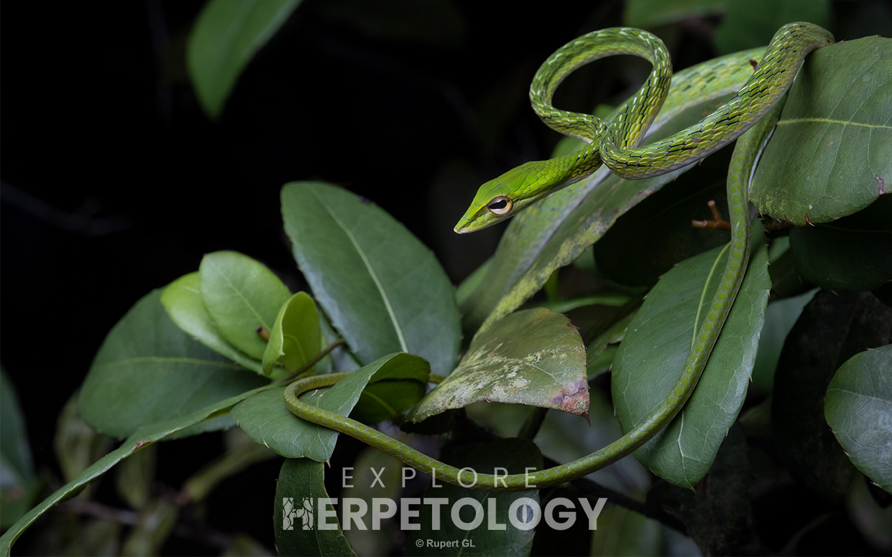 Malayan vine snake (Ahaetulla mycterizans)