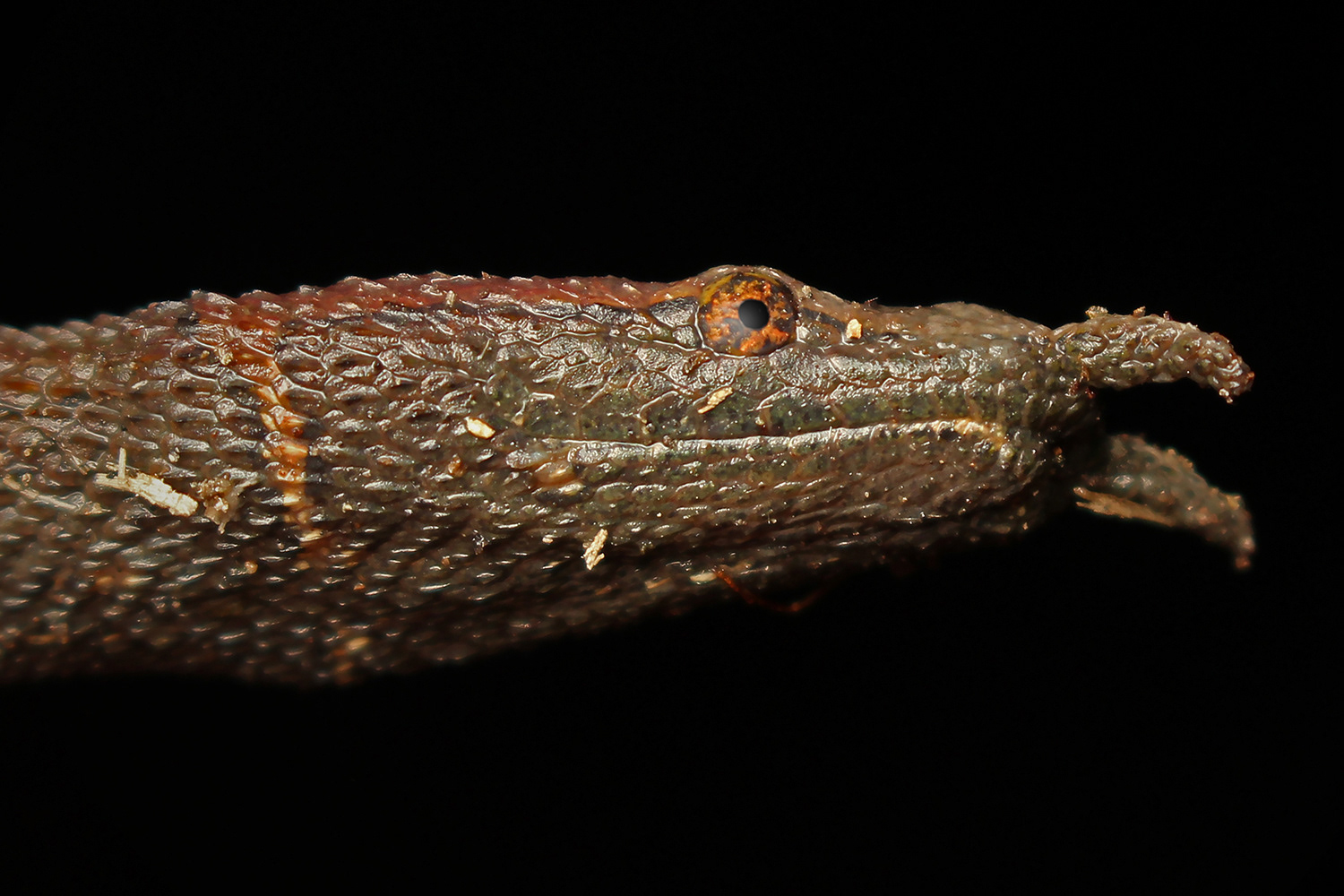 Tentacled snake (Erpeton tentaculatum)