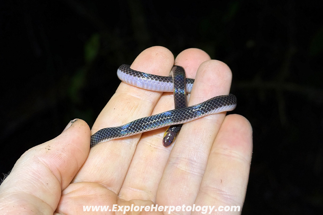 Schlegel's reed snake (Calamaria schlegeli).