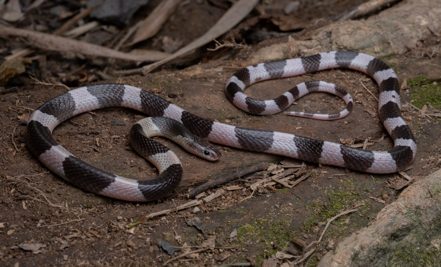 Sub-adult Malayan krait (Bungarus candidus).