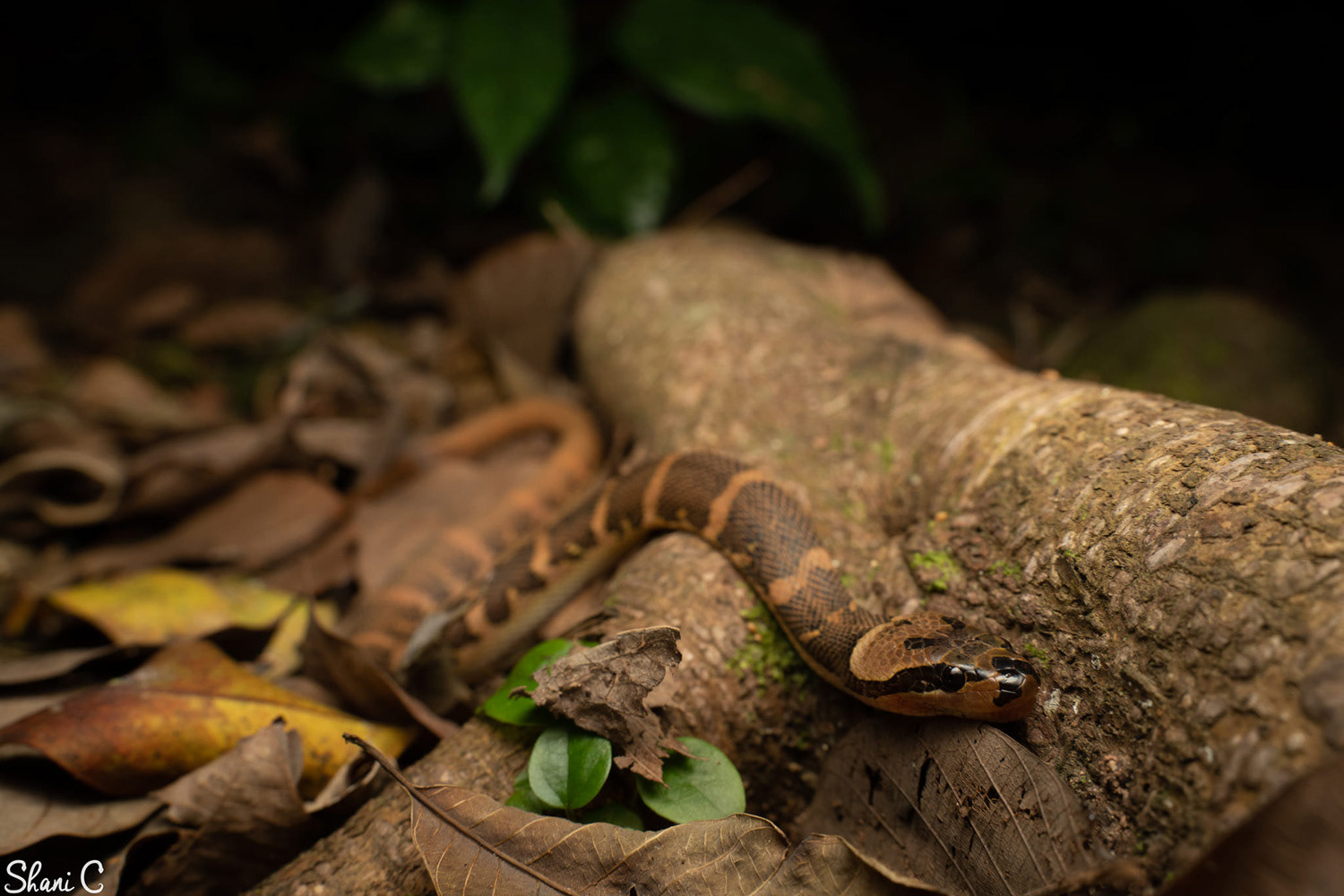 Puff-faced water snake (Homalopsis buccatta).