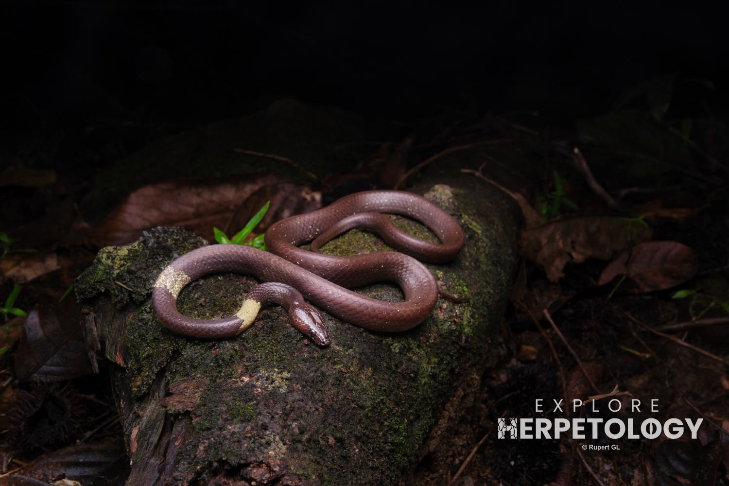 Scarce/brown wolf snake (Lycodon effraenis)