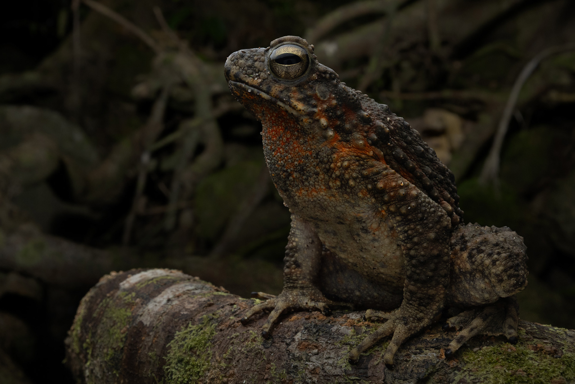 Giant river toad (Phrynoidis asperum)