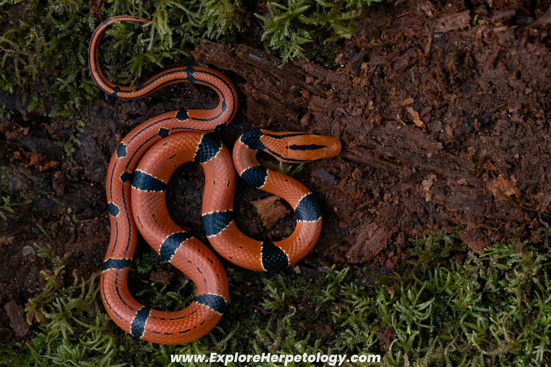 Juvenile red bamboo ratsnake (Oreocryptophis porphyracea).