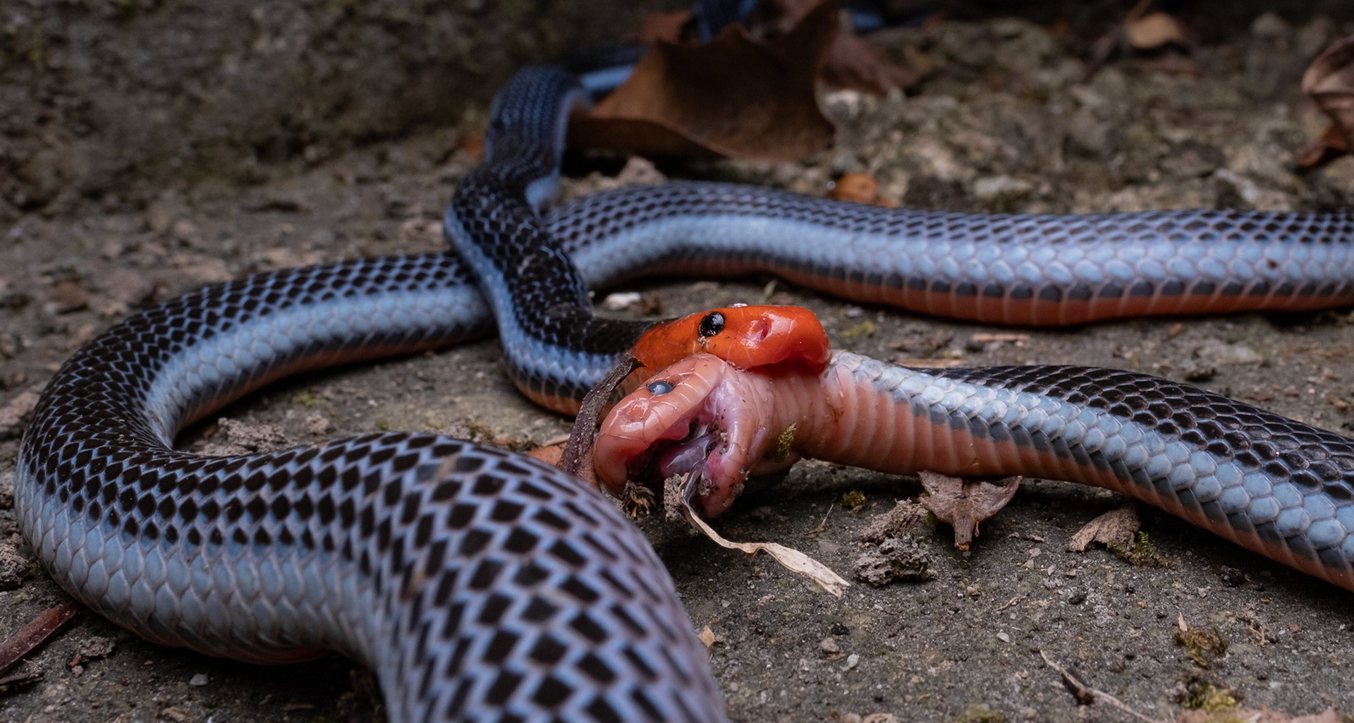 Blue coral snake (Calliophis bivirgata flaviceps).