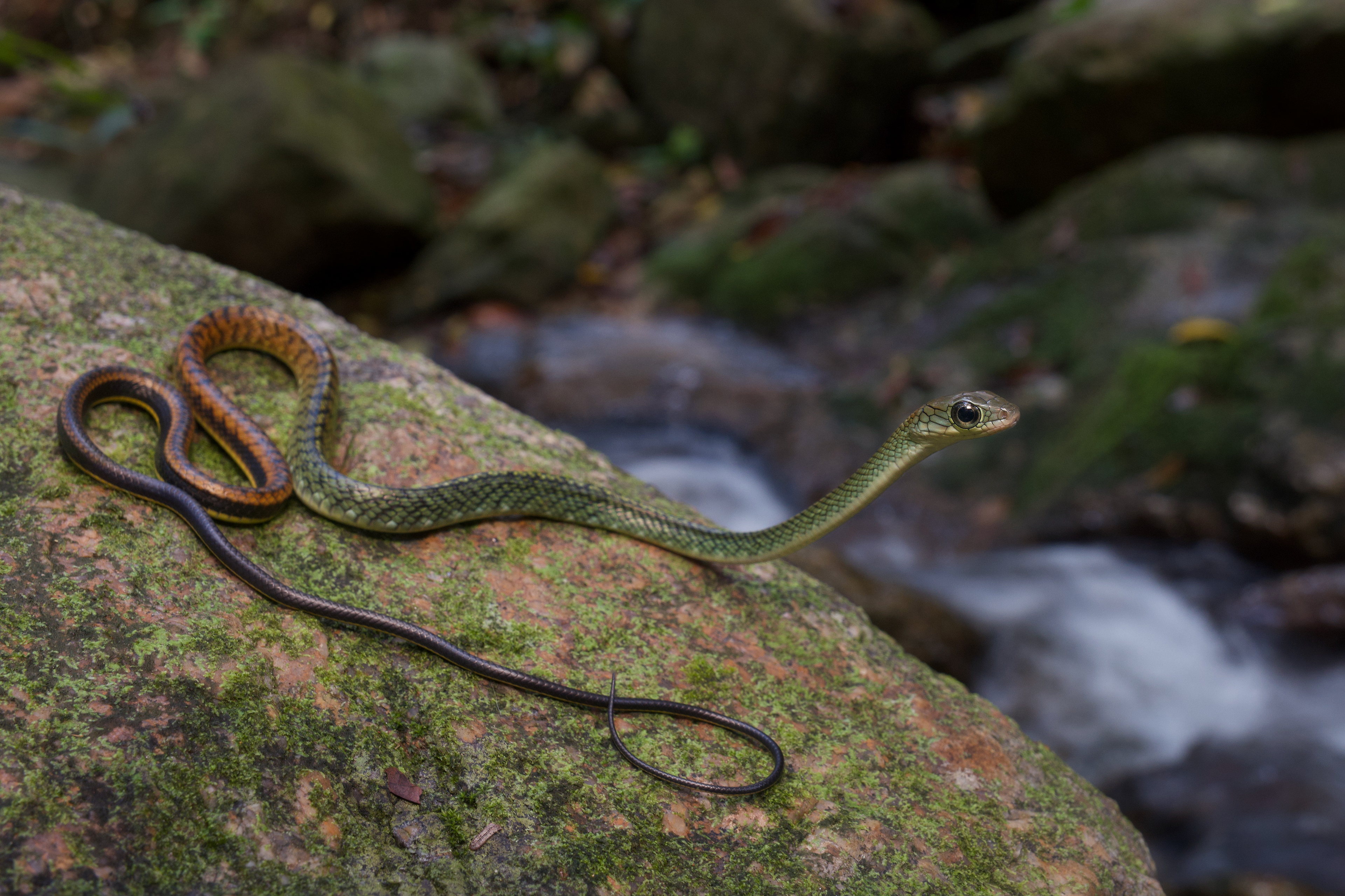 White-bellied rat snake (Ptyas fusca) from Phatthalung