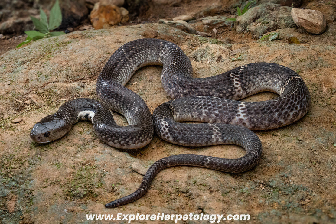 Sumatran spitting cobra (Naja sumatrana).