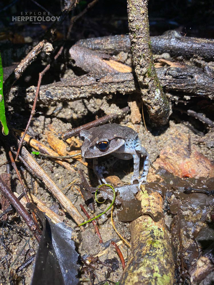 Hendrickson’s litter frog (Leptobrachium hendricksonii)