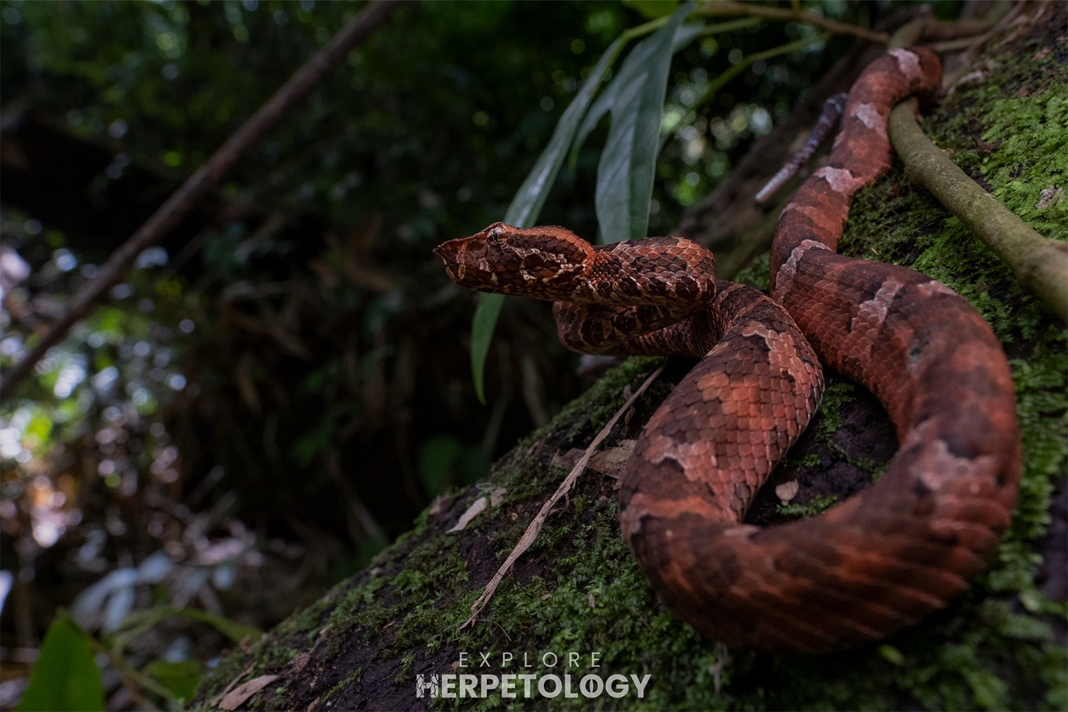 Sumatran leaf-nose viper (Craspedocephalus andalasensis)