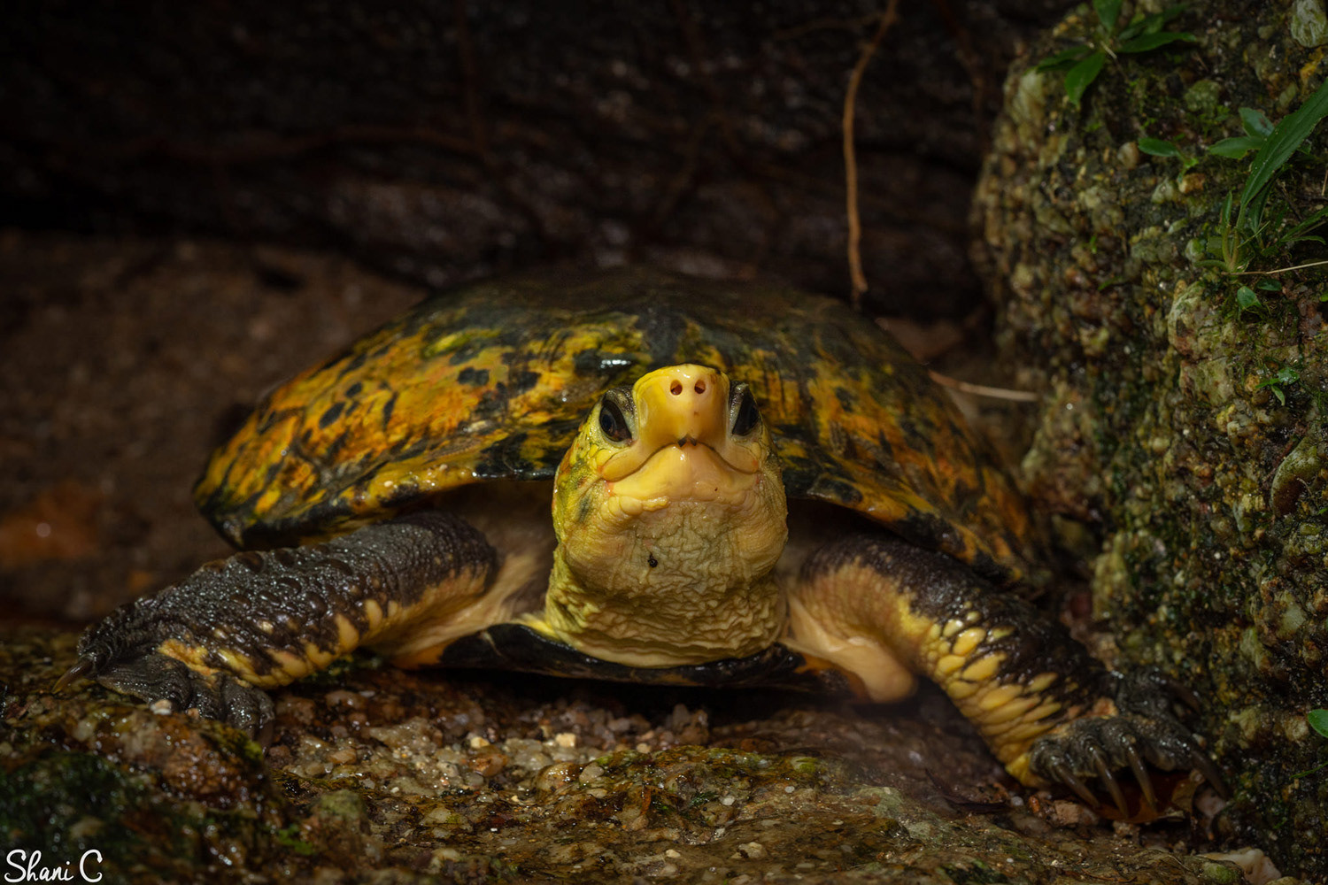 Malayan flat-shelled turtle (Notochelys platynota).