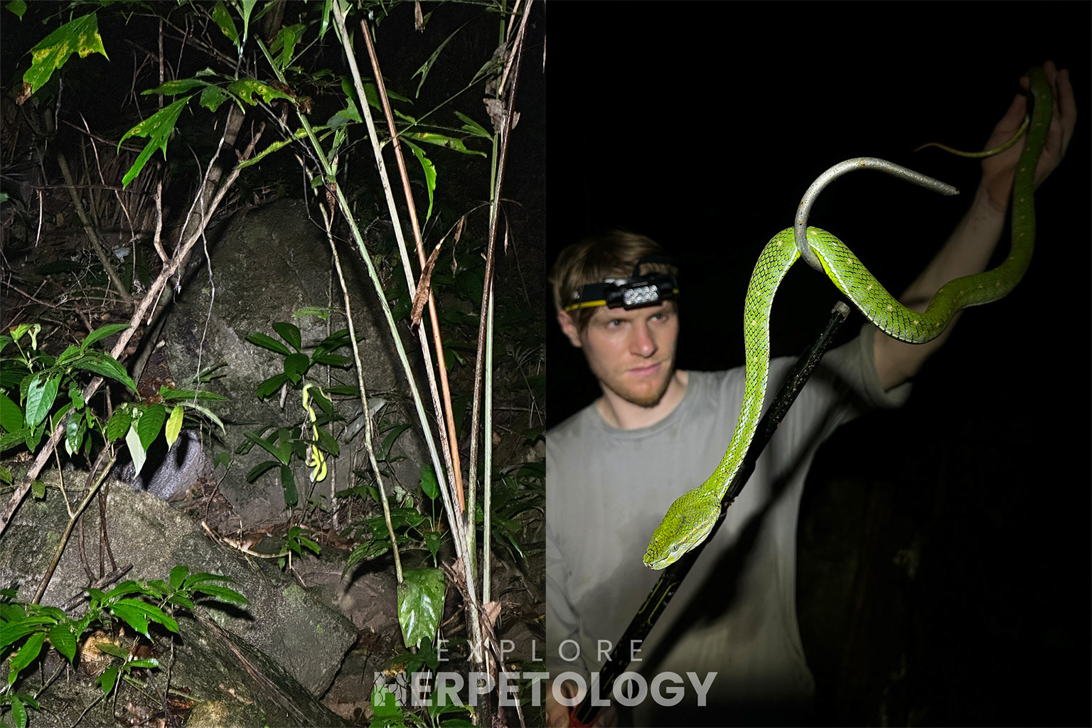 Female T. hageni in-situ and in-hand.