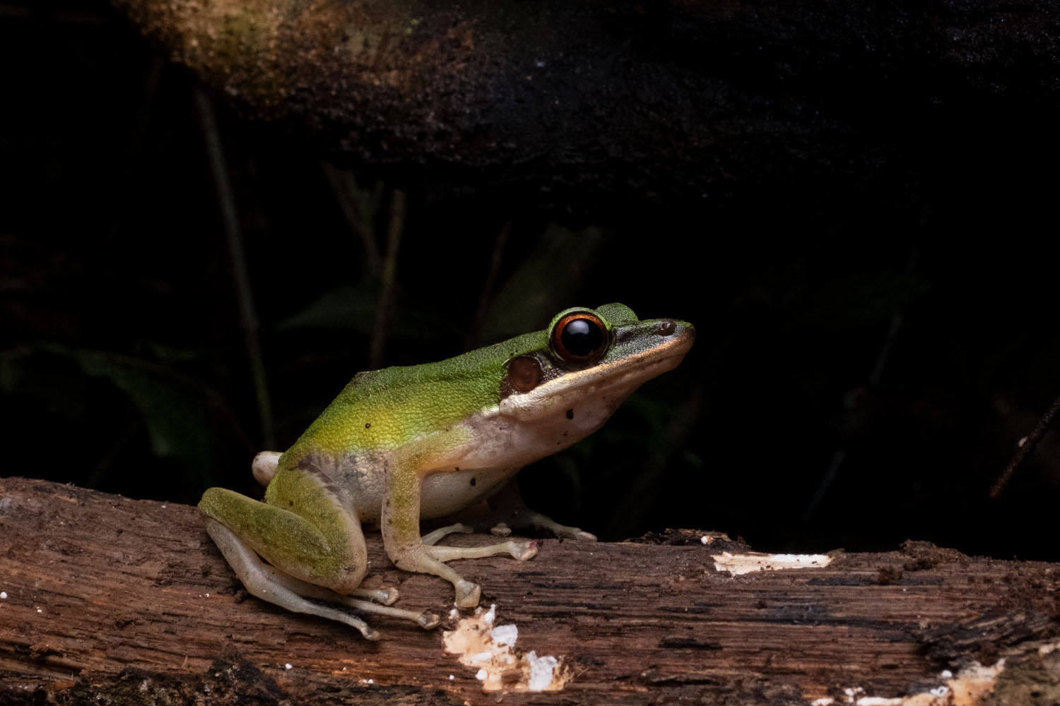 White-lipped frog (Chalcorana eschatia)