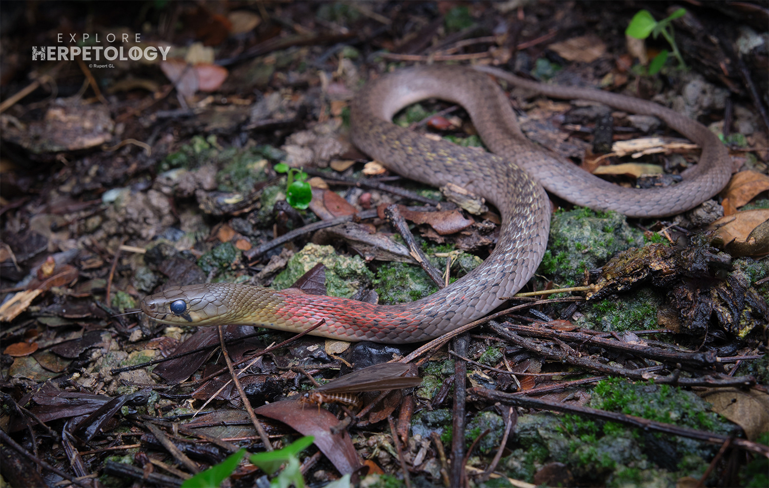 Red-necked keelback (Rhabdophis siamensis)