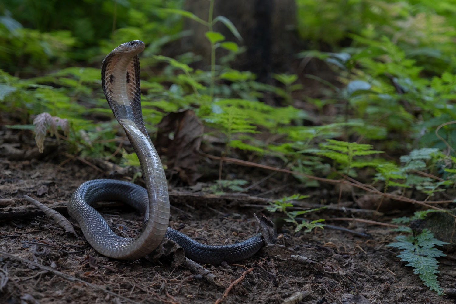 Monocled cobra (Naja kaouthia)