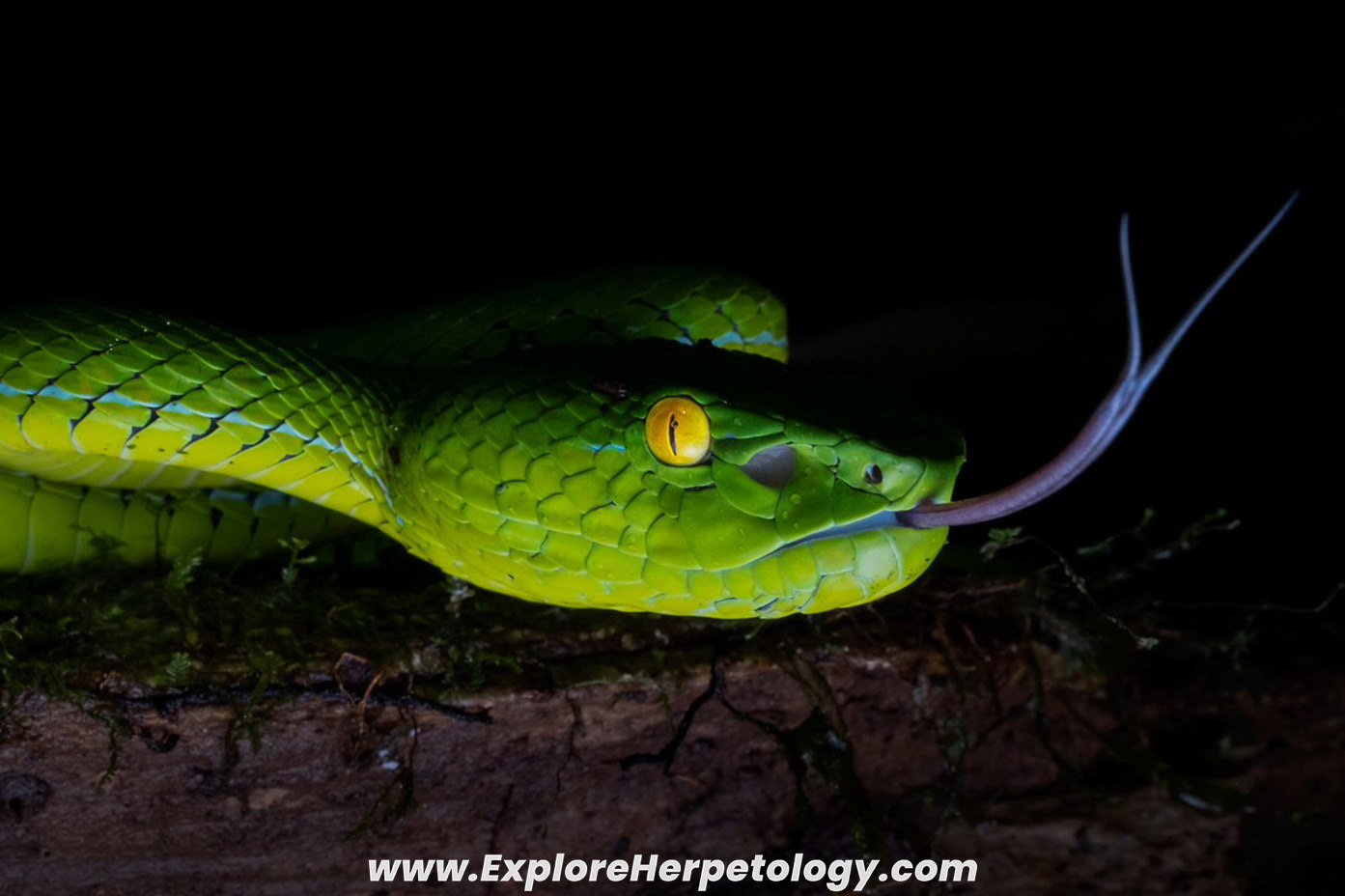 Yunnan pit viper (Trimeresurus yunnanensis).