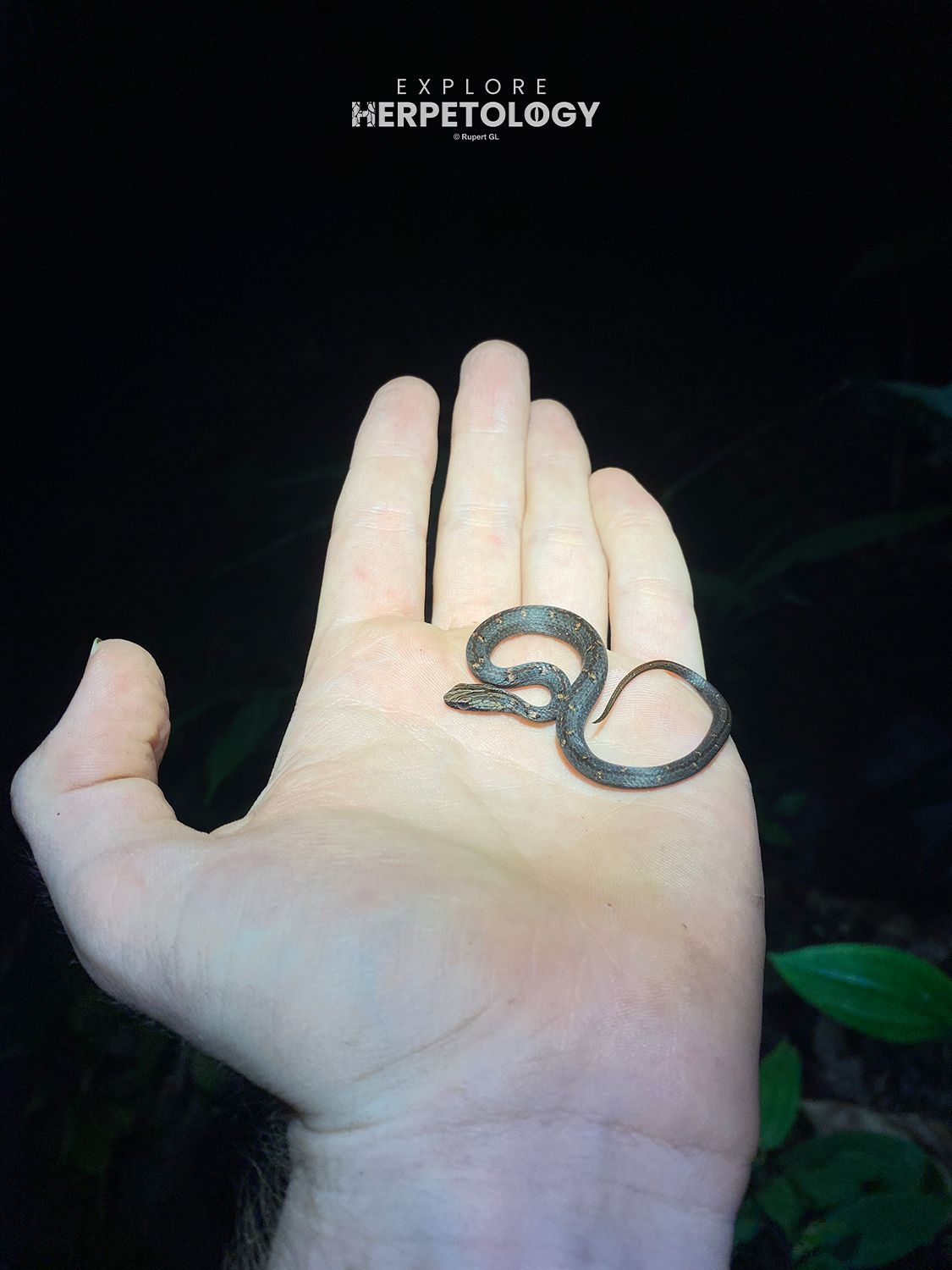 Neonate Mock viper (Psammodynastes pulverulentus)
