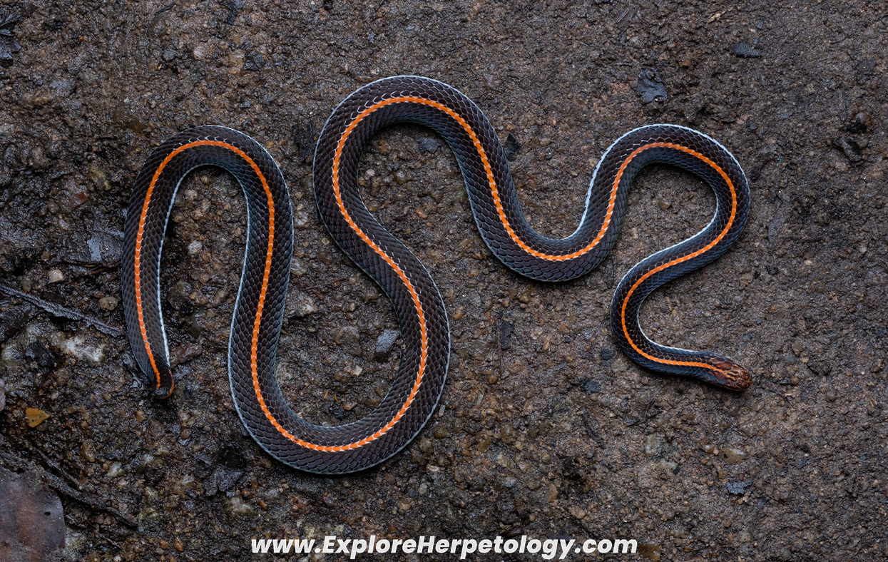 Malayan banded coral snake (Calliophis intestinalis).