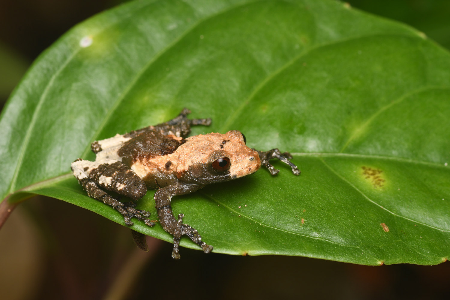 Larut bug-eyed frog (Theloderma asperum).