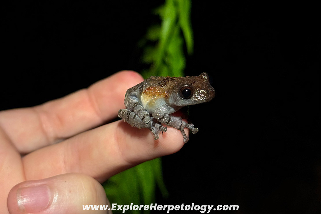 Pied bug-eyed frog (Theloderma asperum).