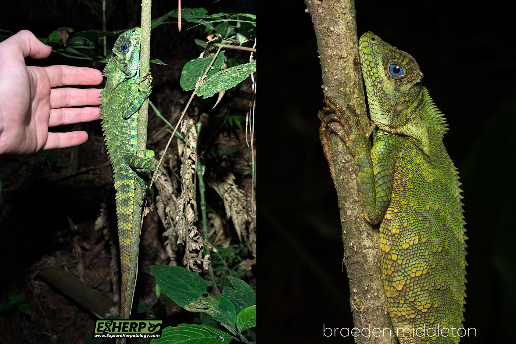 Male & female Gonocephalus lacunosus.