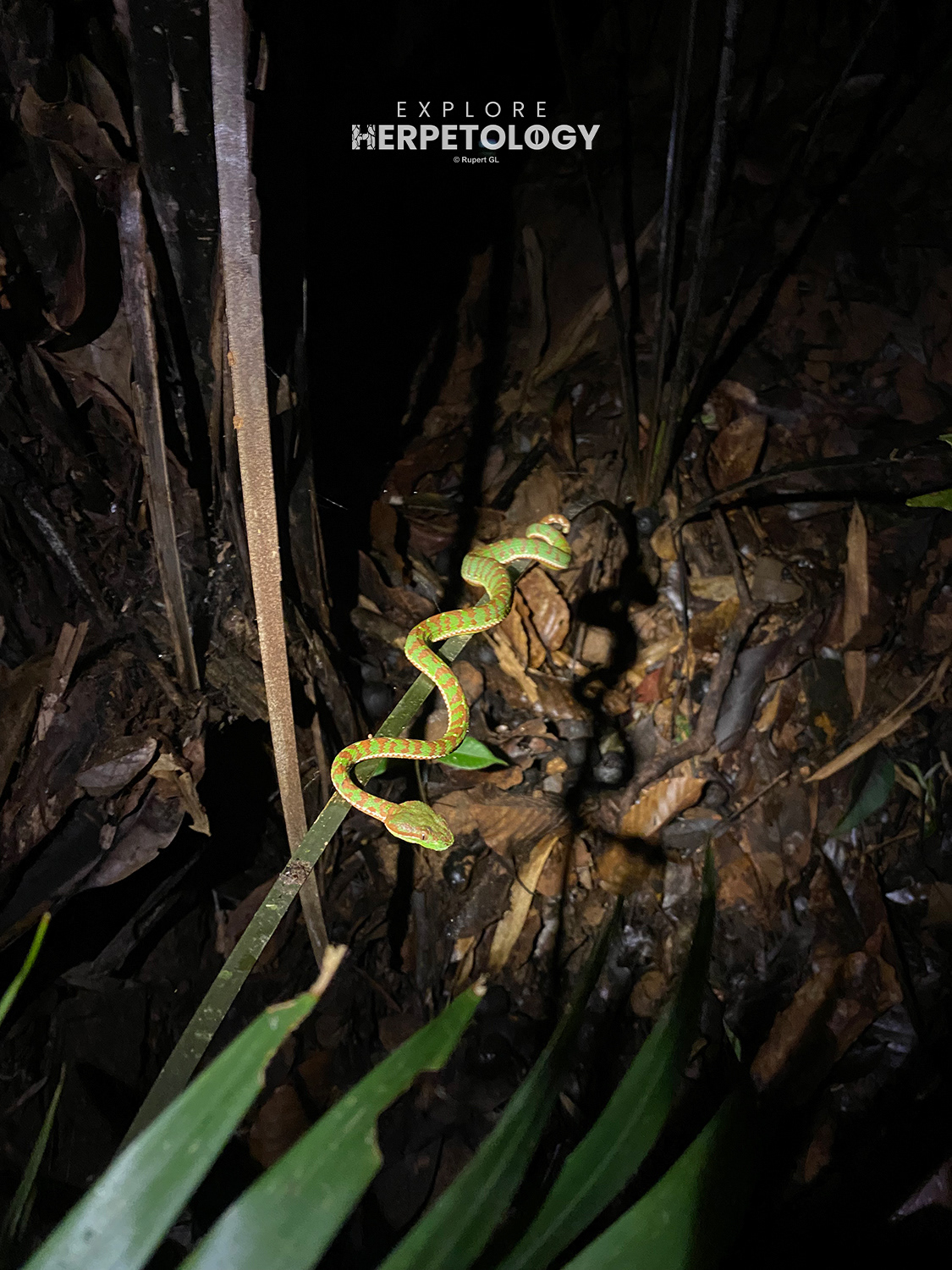 Trimeresurus phuketensis male