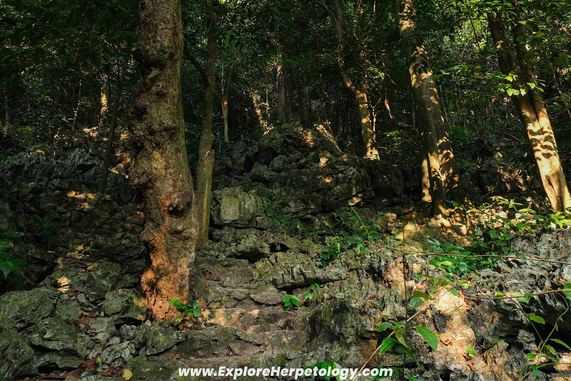 Cuc Phuong karst habitat.