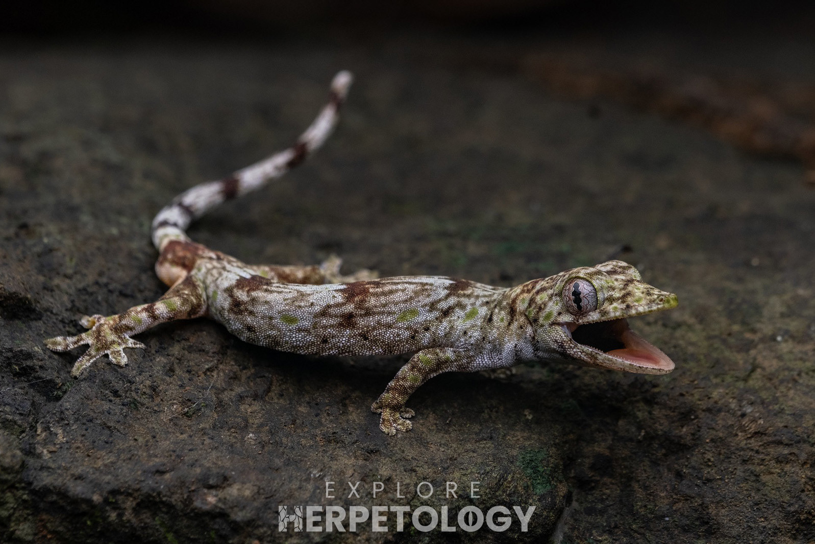 False gecko (Pseudogekko sp.)