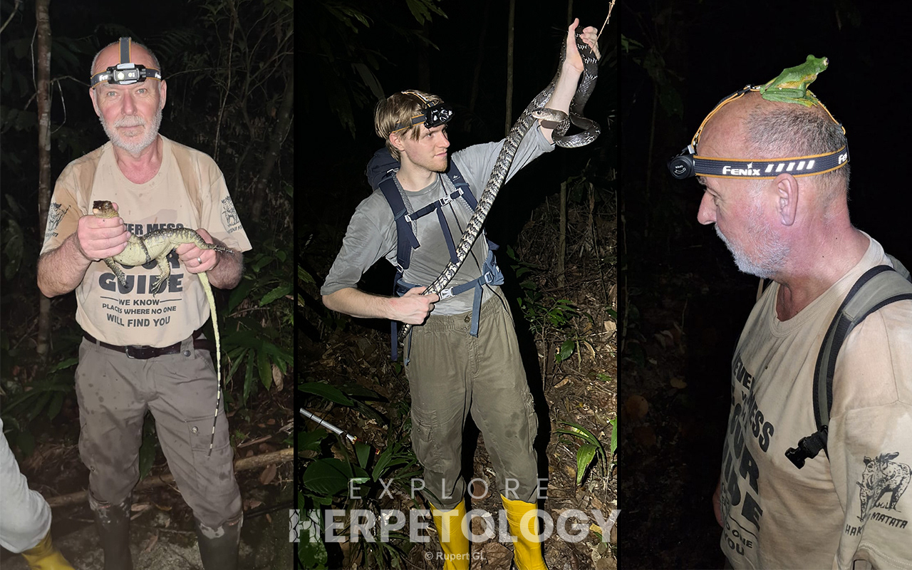 Varanus salvator, Ptyas carinata and Rhacophorus nigropalmatus