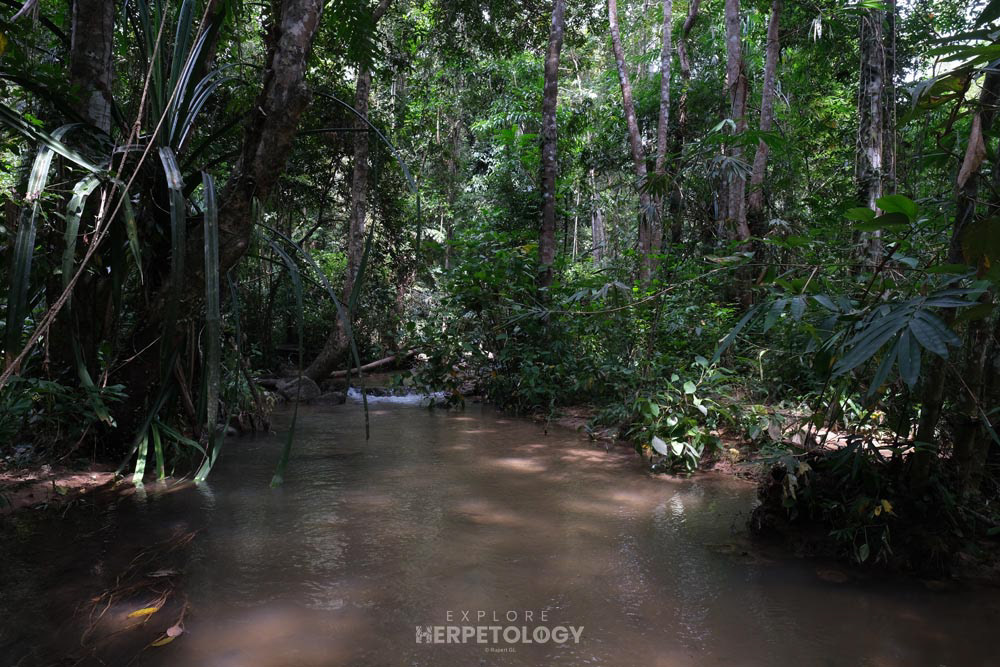 Phuket jungle habitat