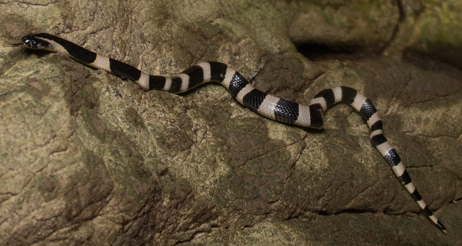 Juvenile Banded krait (Bungarus fasciatus).