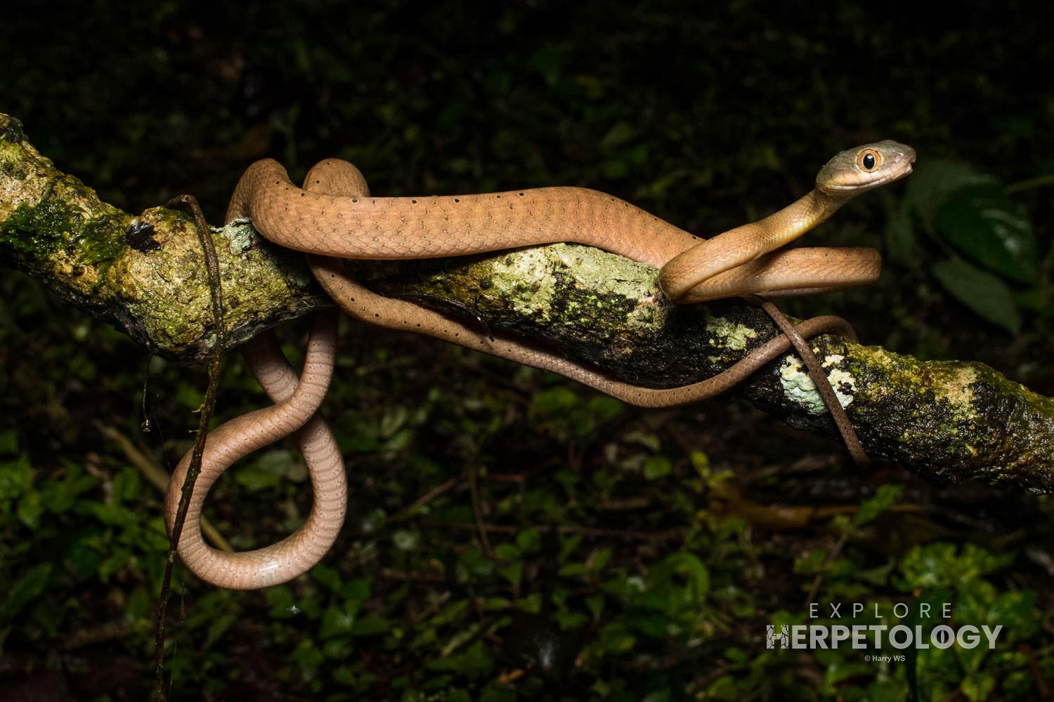 Dark-headed cat snake (Boiga nigriceps)