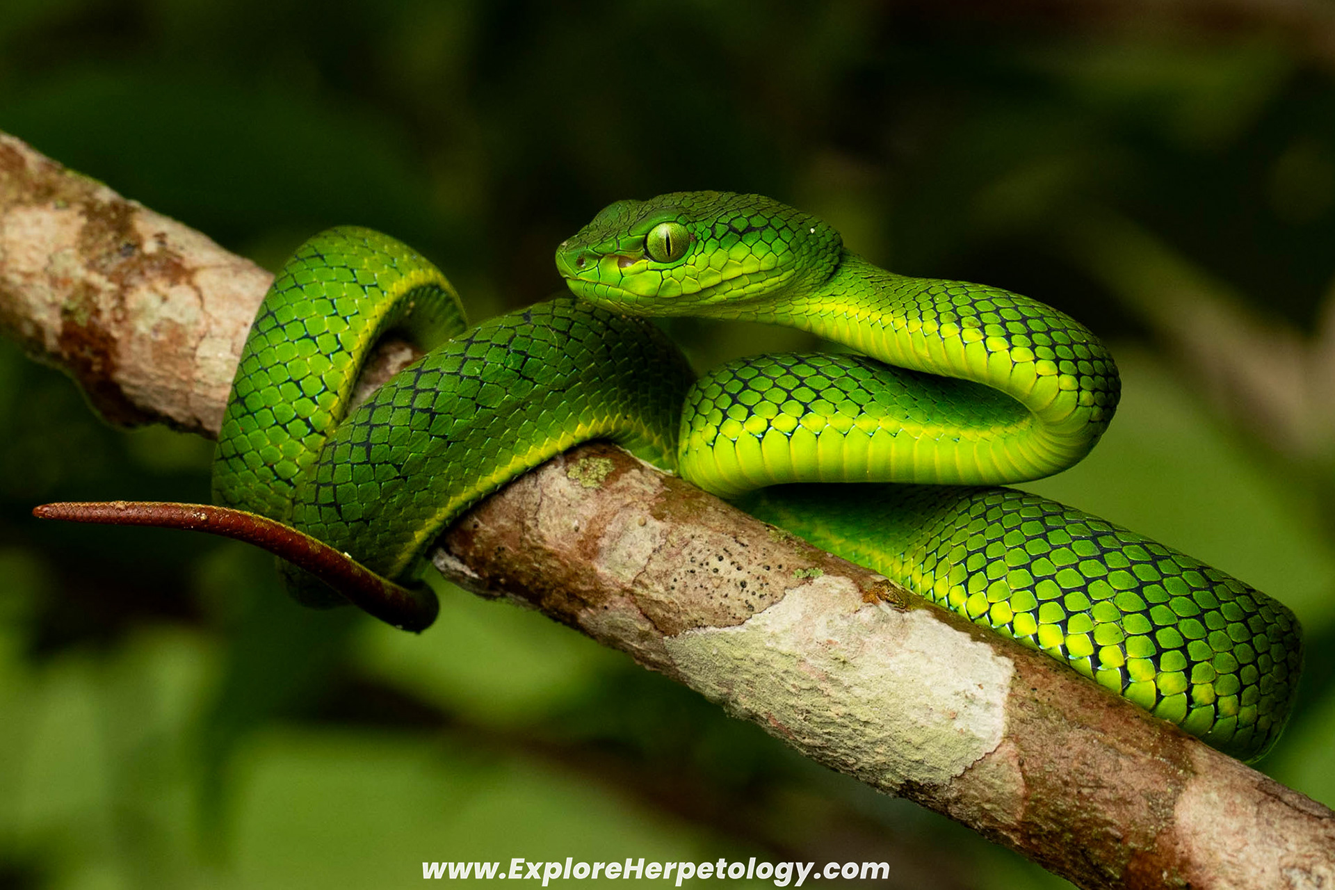 Young female Kirschey's pit viper (Trimeresurus kirscheyi).