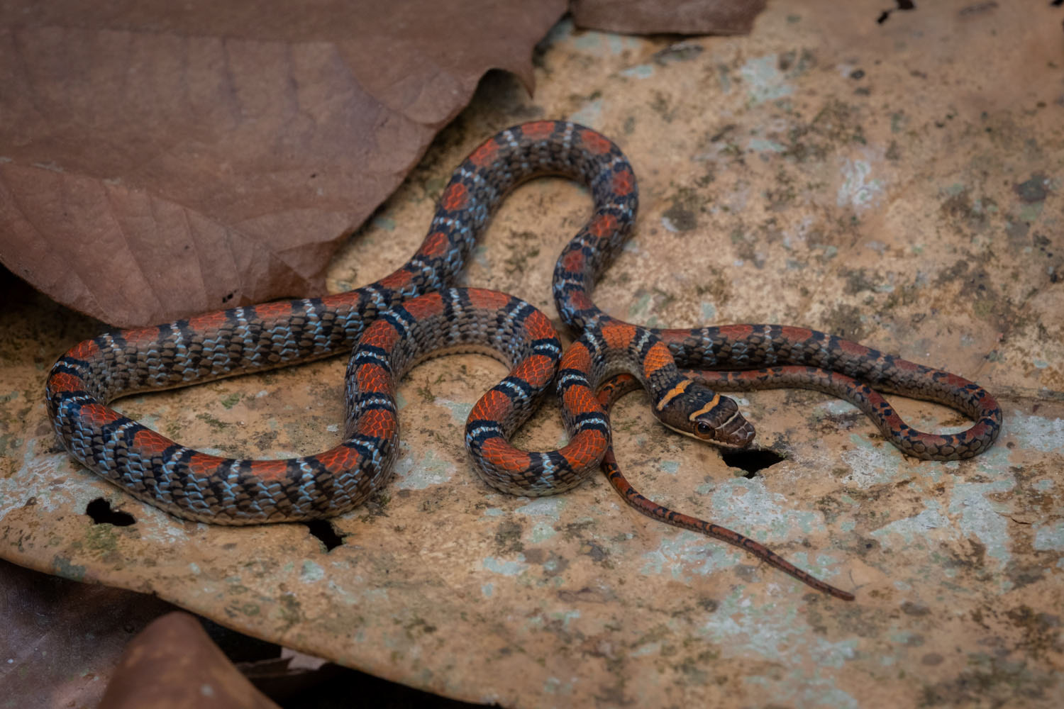 Twin-barred flying snake (Chrysopelea pelias)