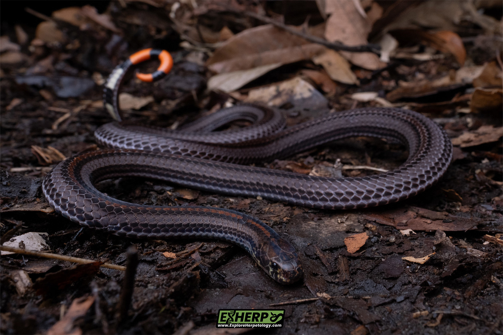 Malayan banded coral snake (Calliophis intestinalis).