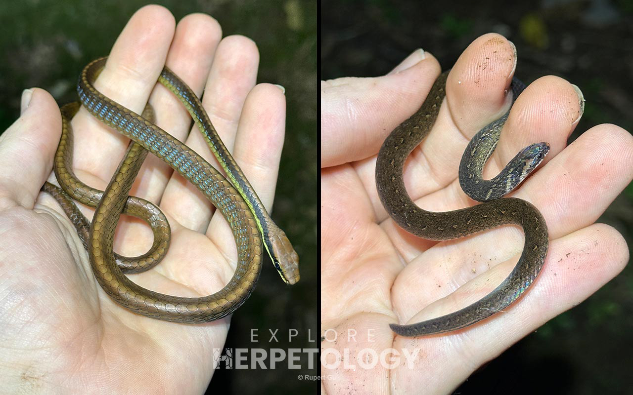 Left: Dendrelaphis cyanochloris. Right: Macrocalamus chanardi.