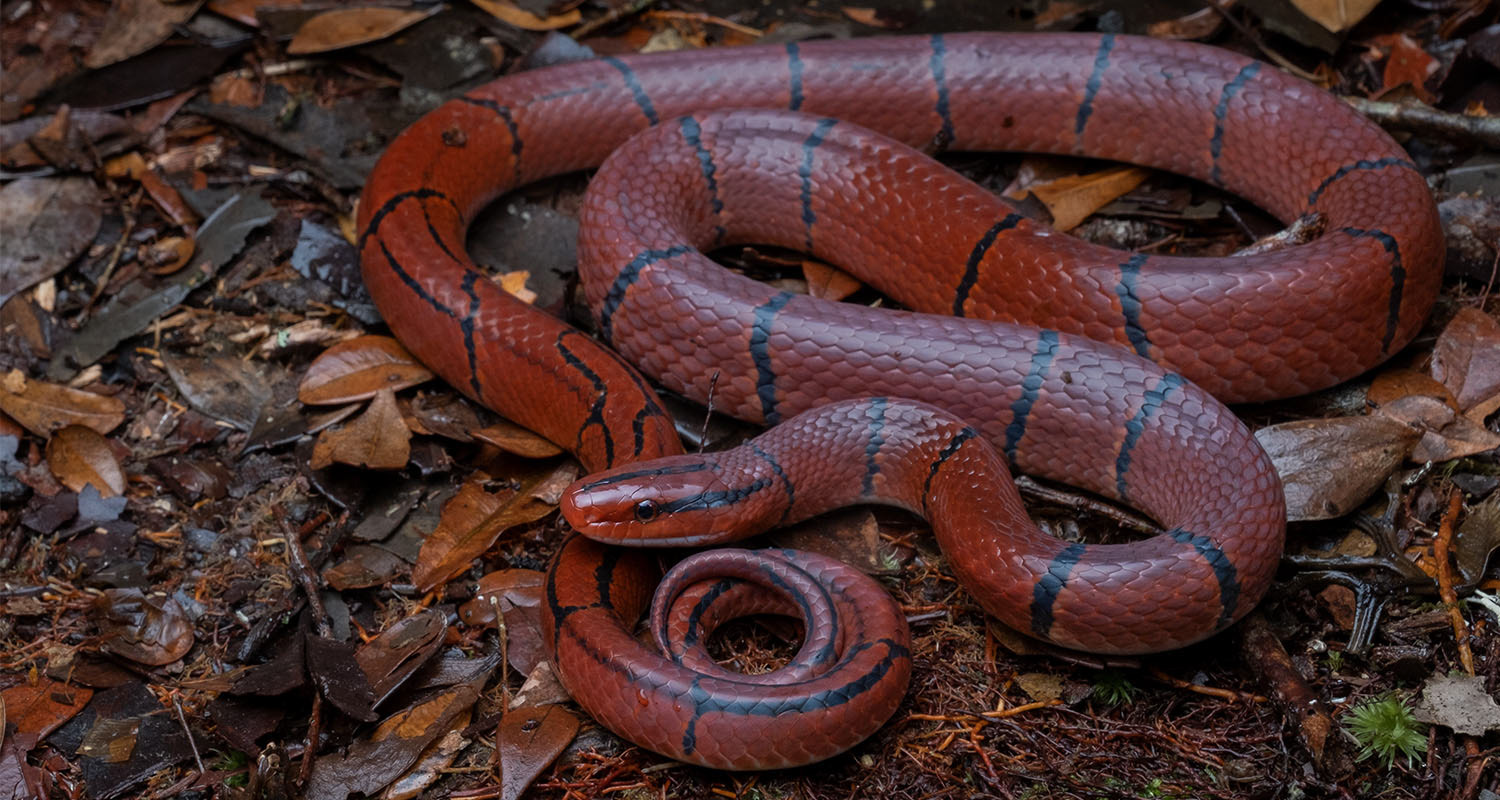 Red bamboo ratsnake (Oreocryptophis porphyracea laticinctus).