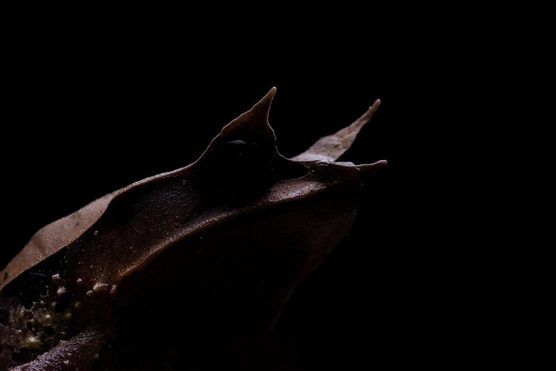 Long-nosed horned frog (Pelobatrachus nasuta)