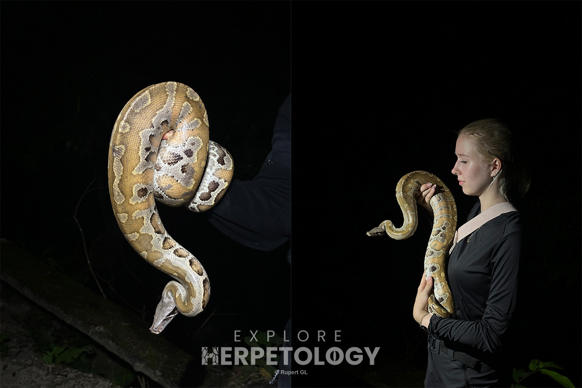 Blood python (Python brongersmai).