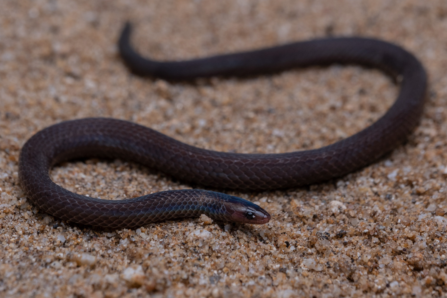 Dwarf reed snake (Pseudorabdion longiceps).