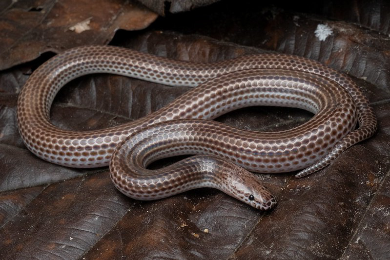 Sunbeam snake (Xenopeltis unicolor)