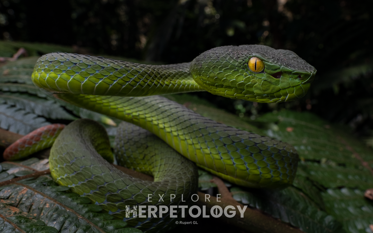 Sabah pit viper (Trimeresurus sabahi fucatus)