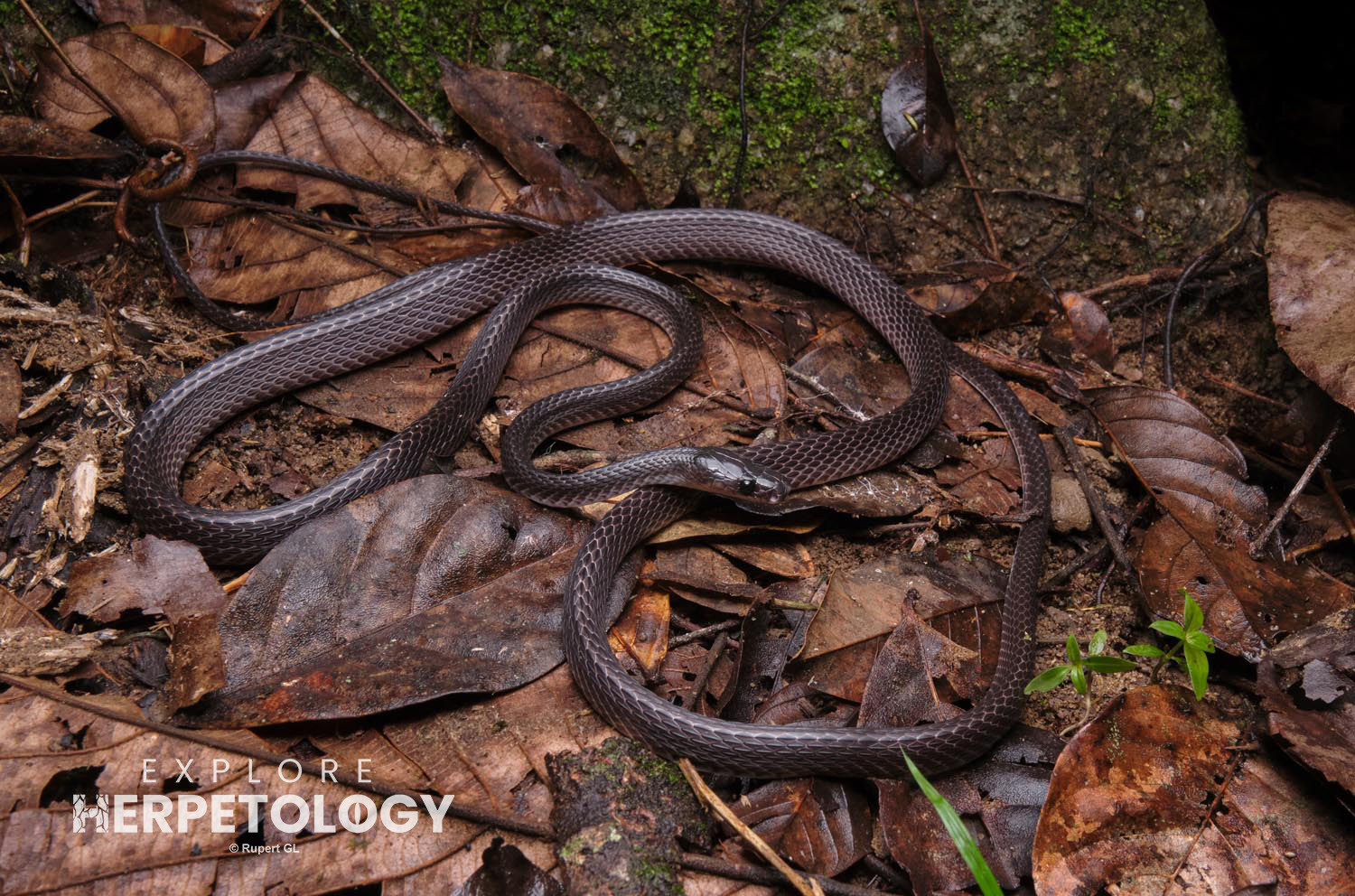 Slender wolf snake (Lycodon albofuscus)