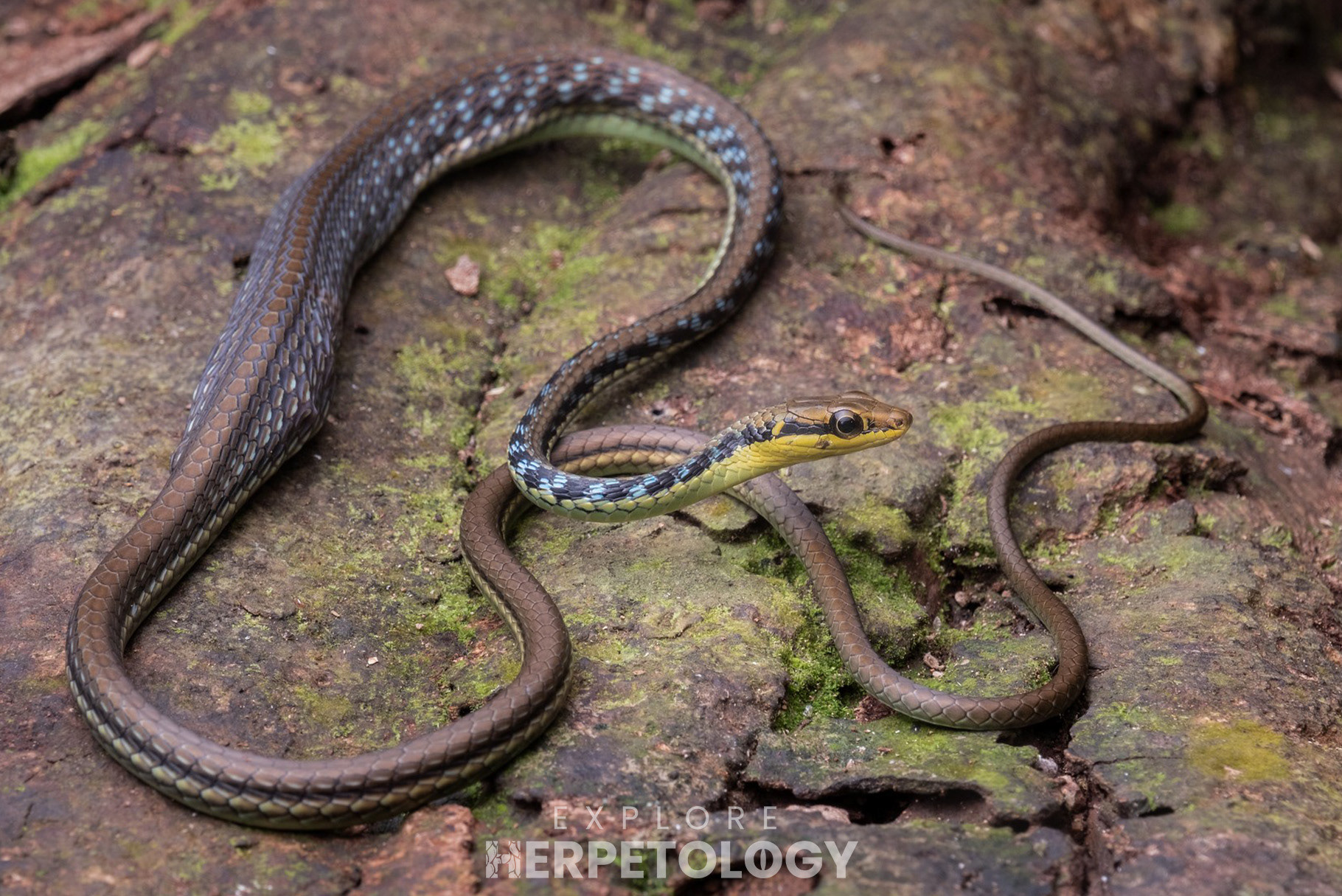 Maren's bronzeback (Dendrelaphia marenae).