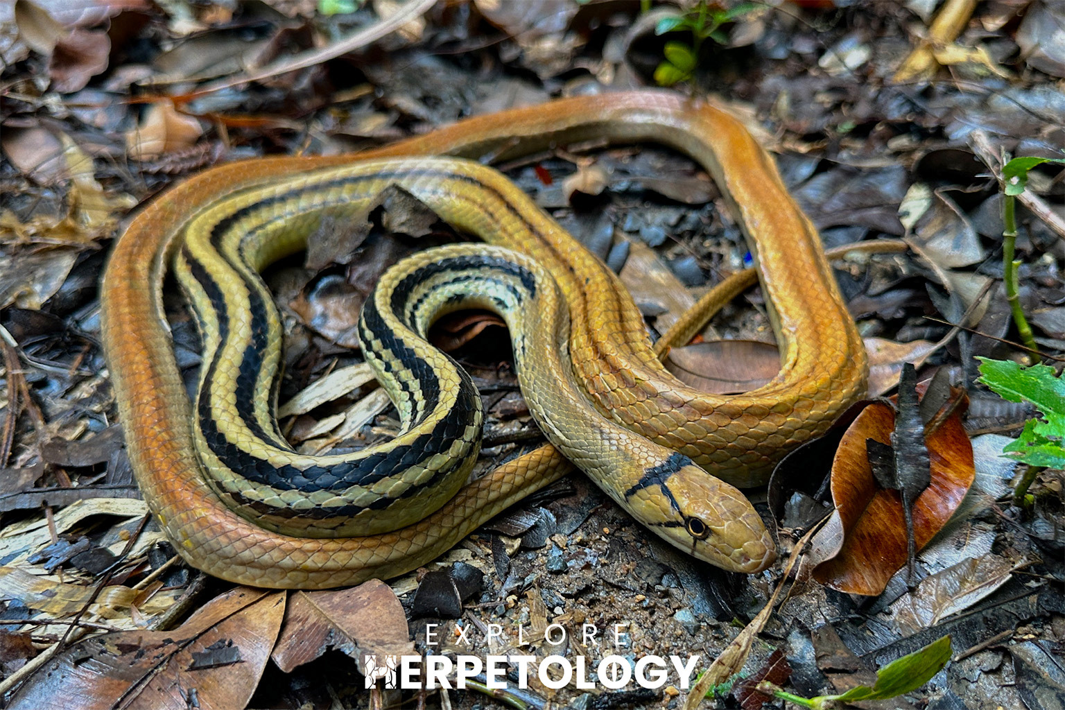 Radiated rat snake (Coelognathus radiata)