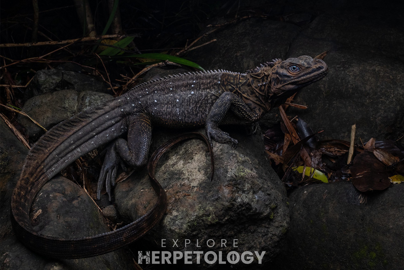 Philippine sailfin dragon (Hydrosaurus pustulatus).