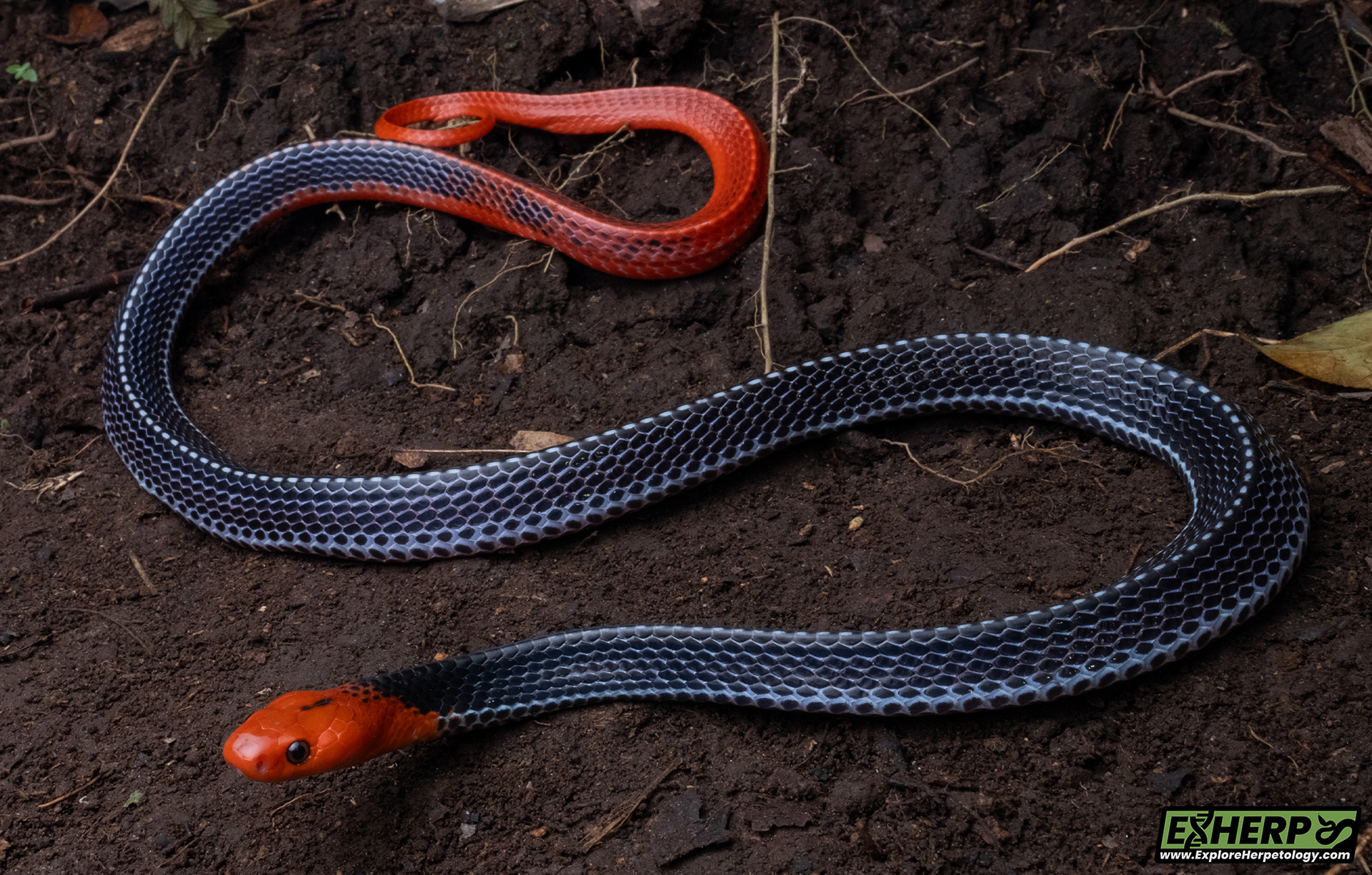 Red-headed krait (Bungarus flaviceps).