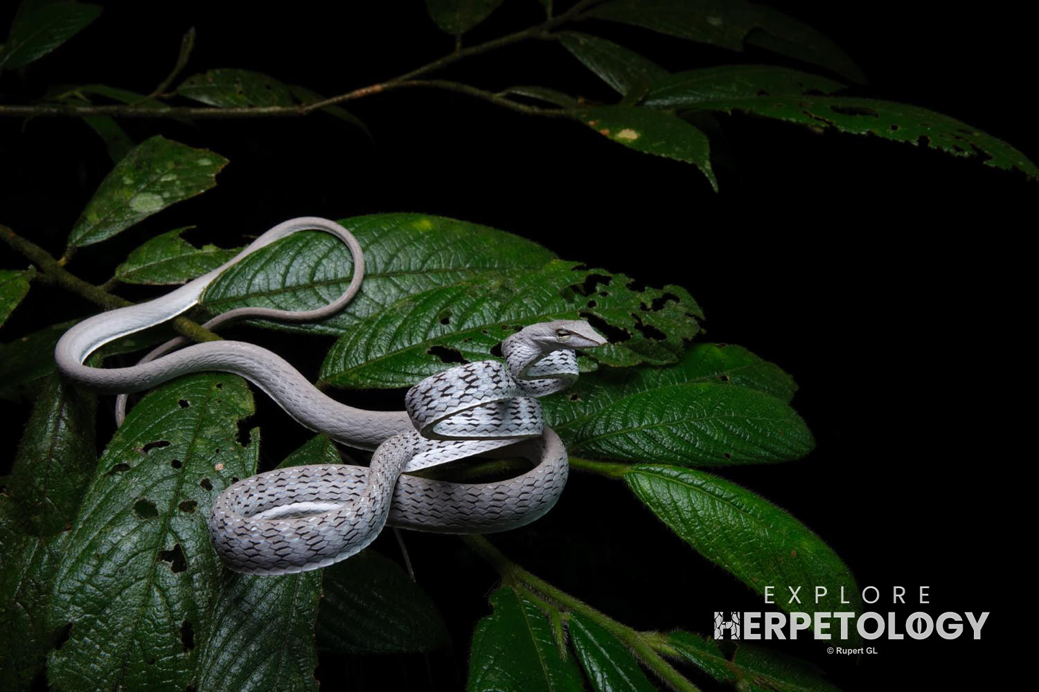 Speckle-headed vine snake (Ahaetulla fasciolata)